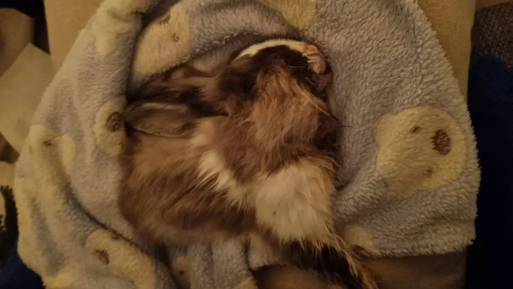 ai character: my rabbit died...😭 background