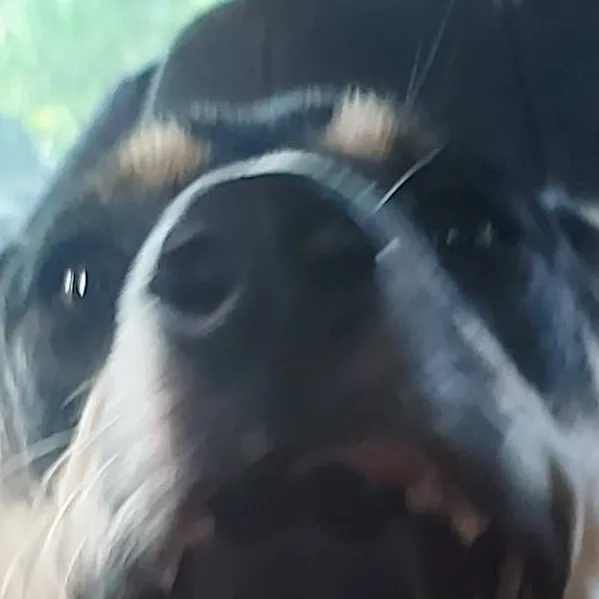 chat with ai character: rocky