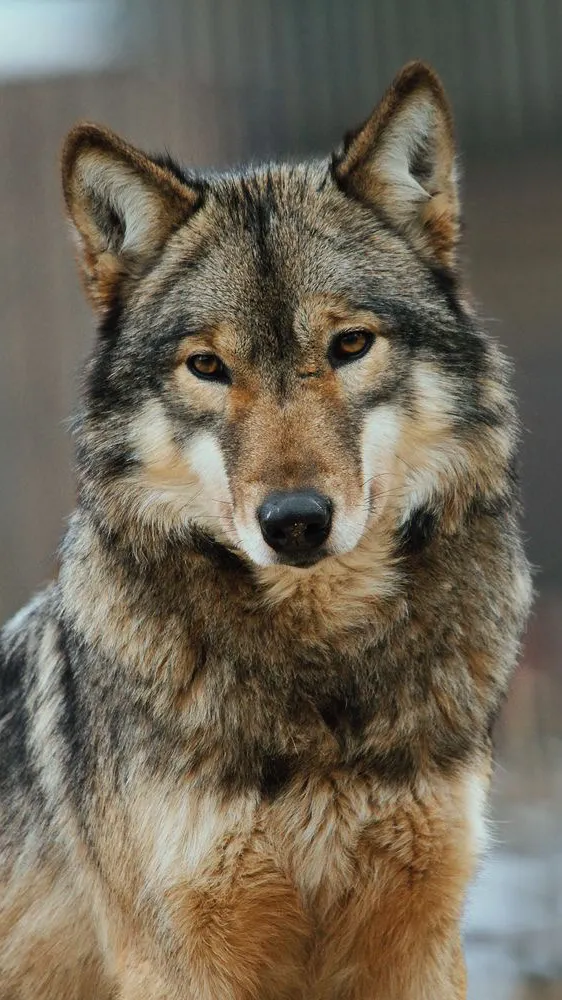 ai character: Wolfstar  background