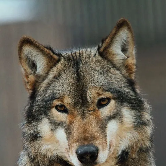 chat with ai character: Wolfstar 