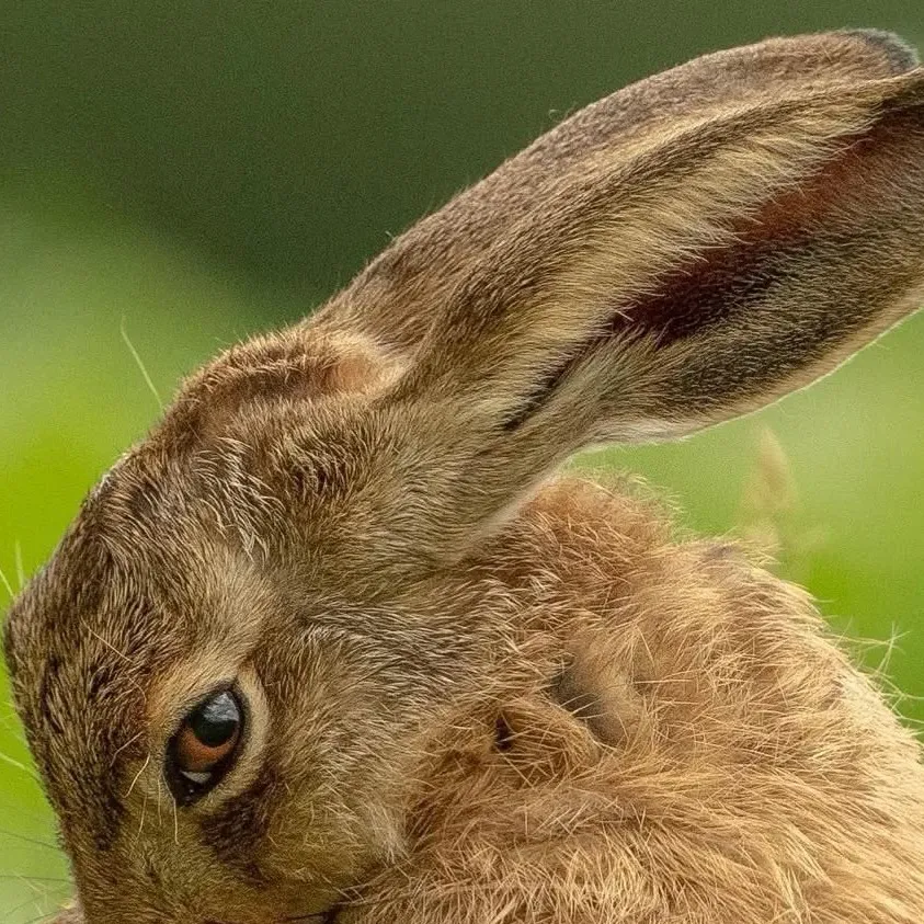 chat with ai character: Mira Vale the hare