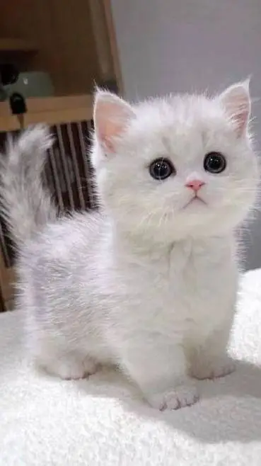 Talkie AI - Chat with Minouche