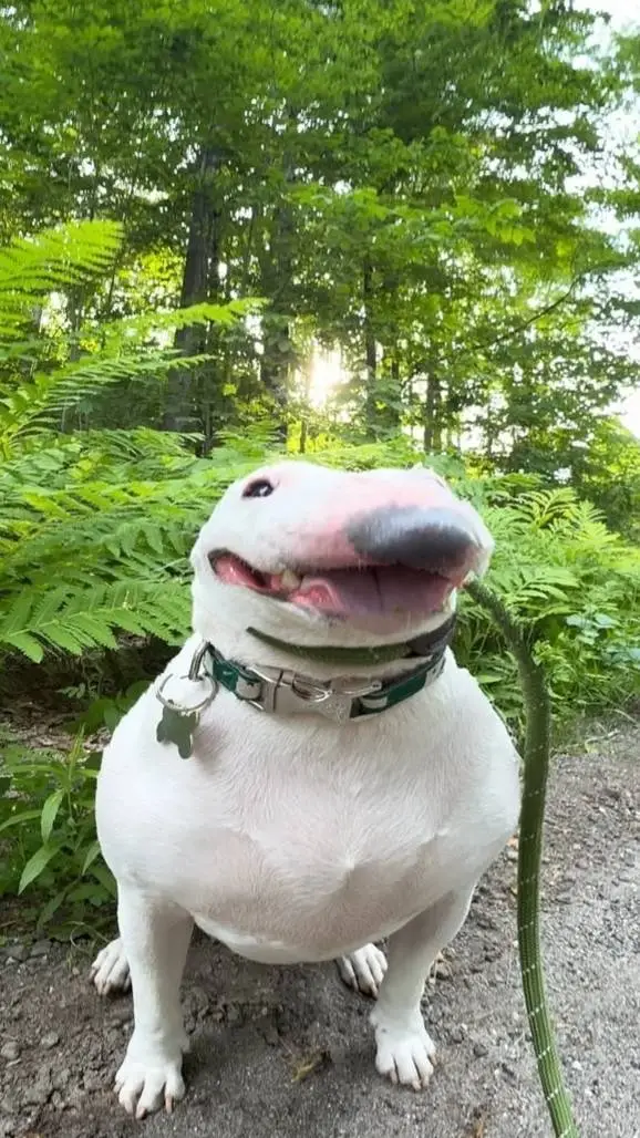 ai character: Bogi background