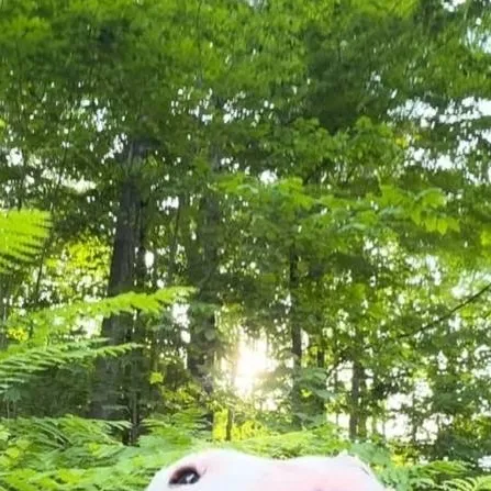 chat with ai character: Bogi