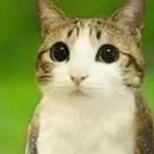 chat with ai character: The duo❤️💕❤️💕❤️💕☺️