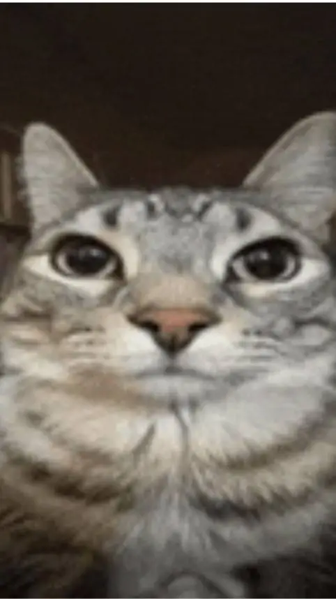 ai character: cat meme background