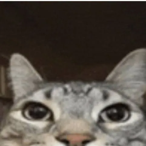 chat with ai character: cat meme