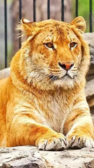 ai character: holly the liger background