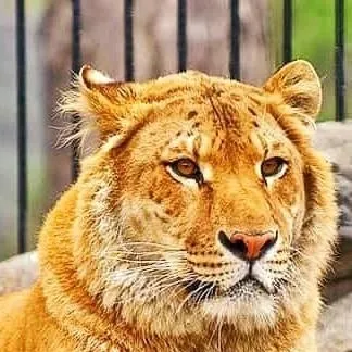 chat with ai character: holly the liger