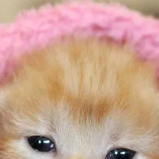chat with ai character: Baby Kitten (Luna)