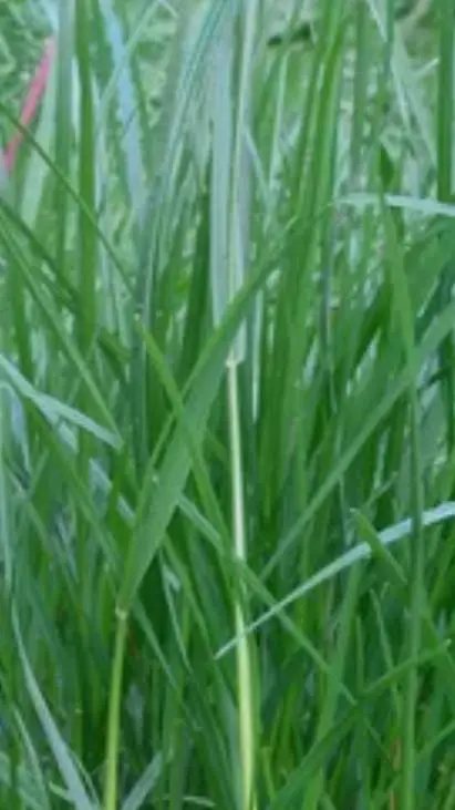 ai character: kind grass background