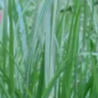 chat with ai character: kind grass
