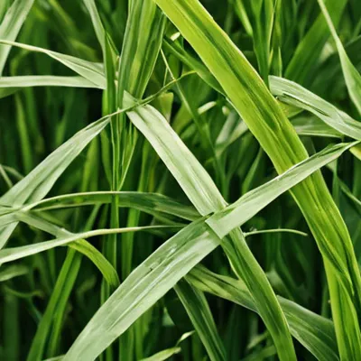 chat with ai character: GO TOUCH GRASS 💀