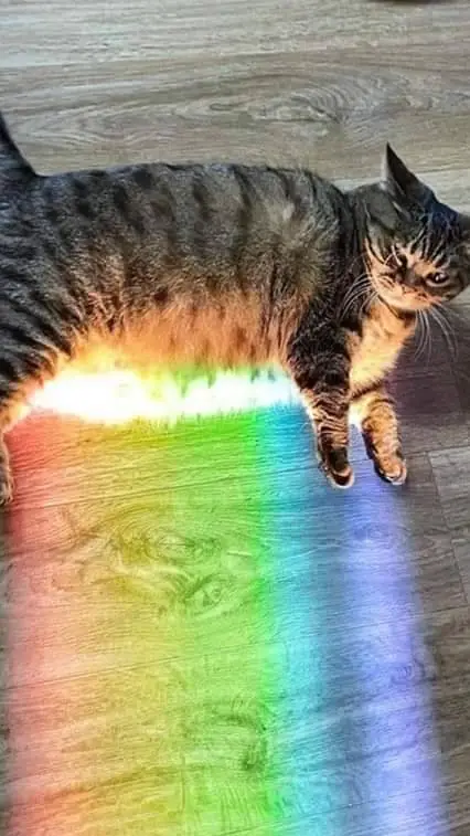 ai character: cattt background