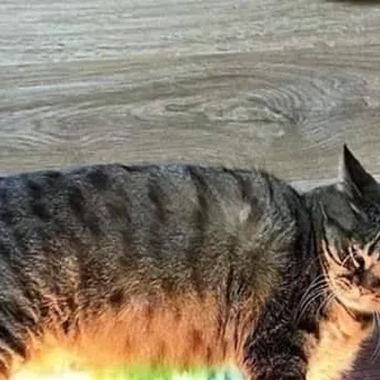 chat with ai character: cattt