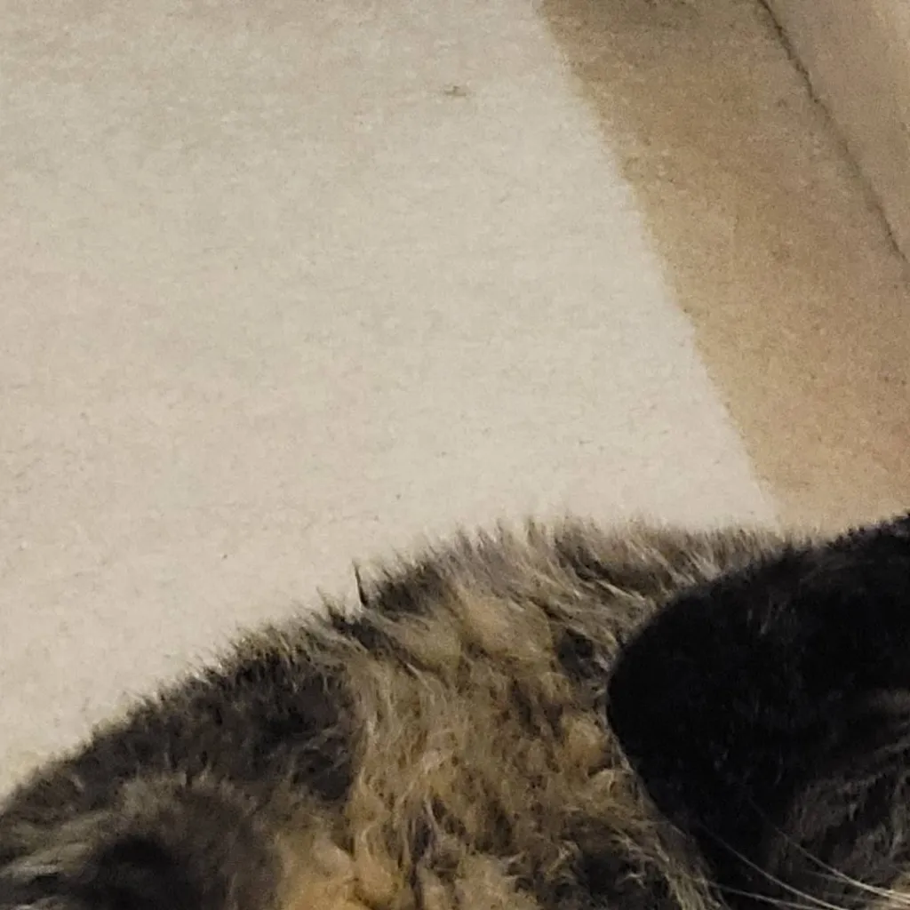 chat with ai character: nugget(my cat)