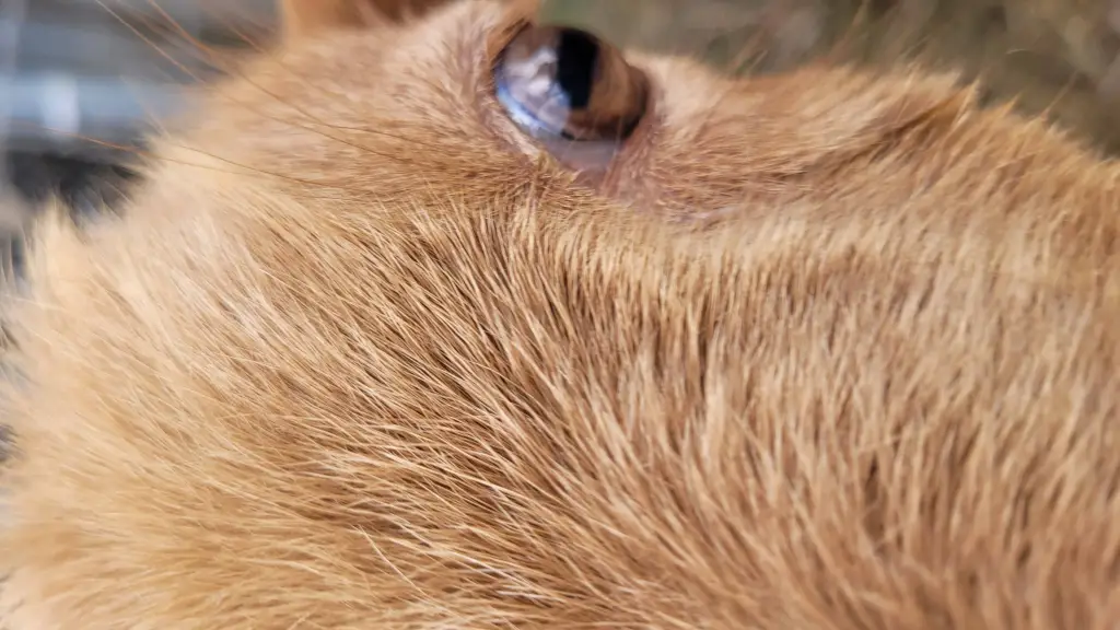 ai character: Cierra background