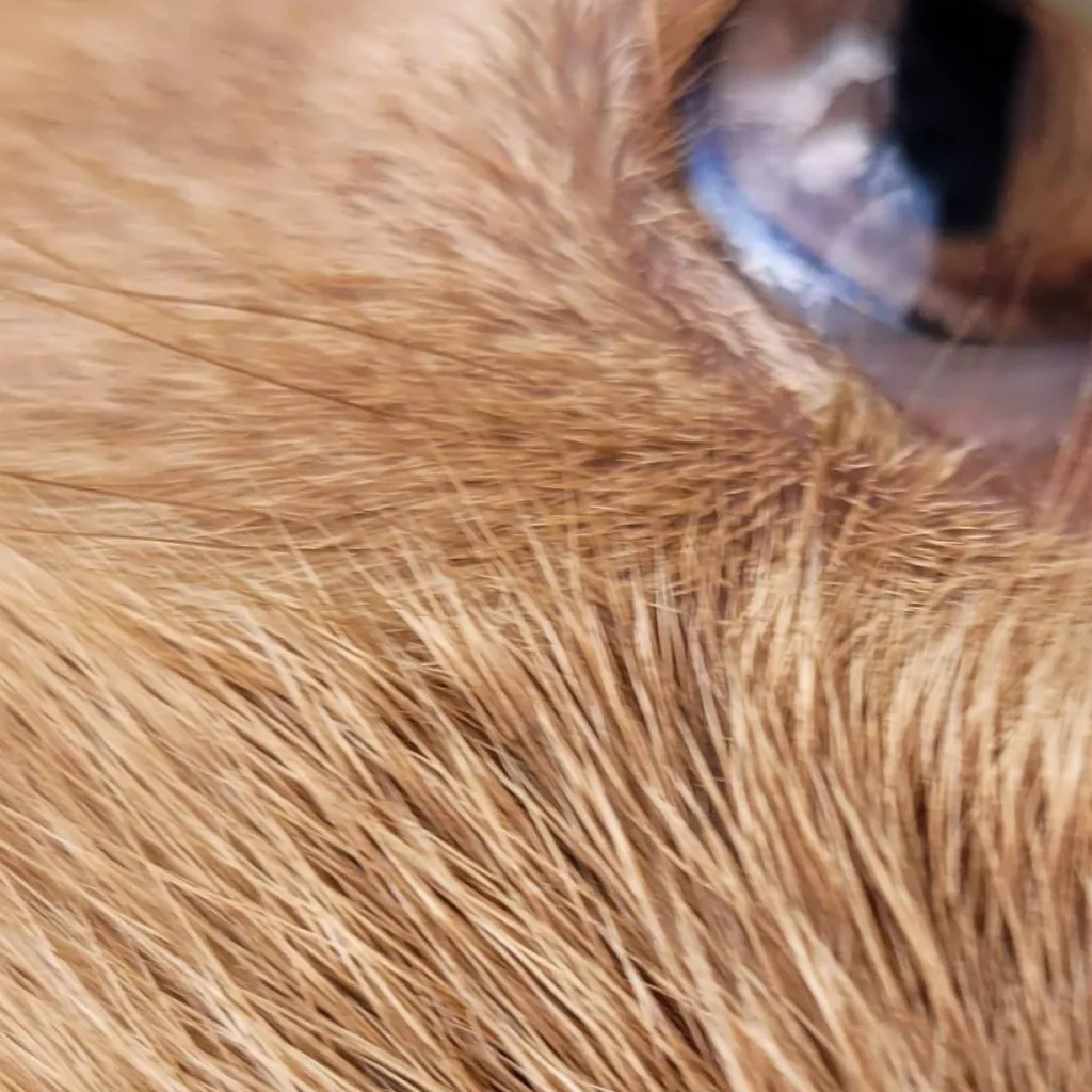 chat with ai character: Cierra