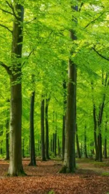 ai character: forest background