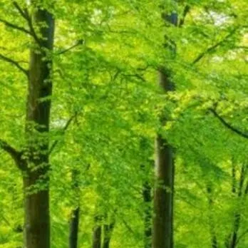 chat with ai character: forest