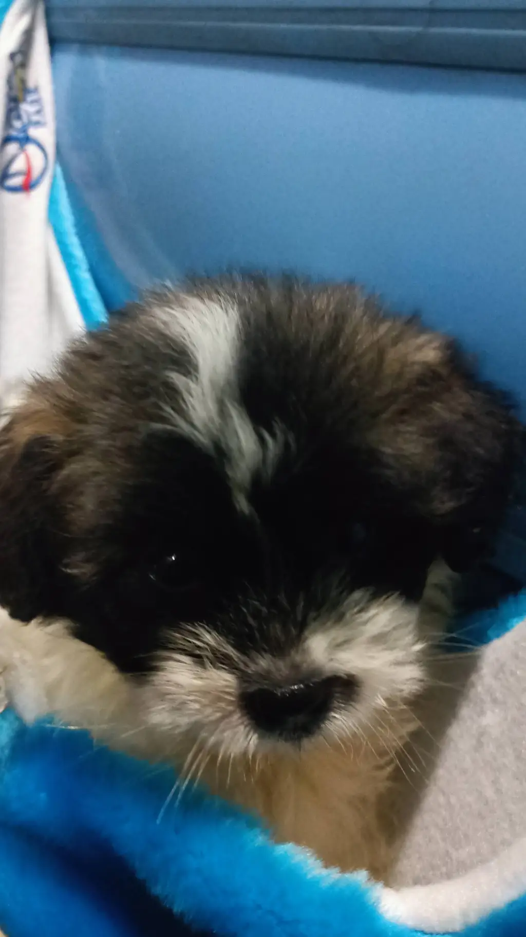 ai character: chat with *snow* m background