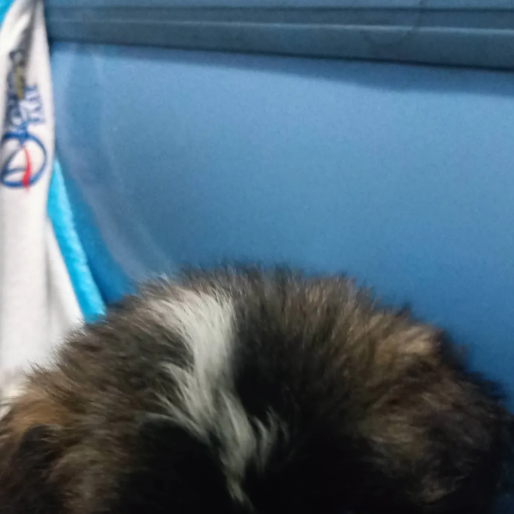 chat with ai character: chat with *snow* m