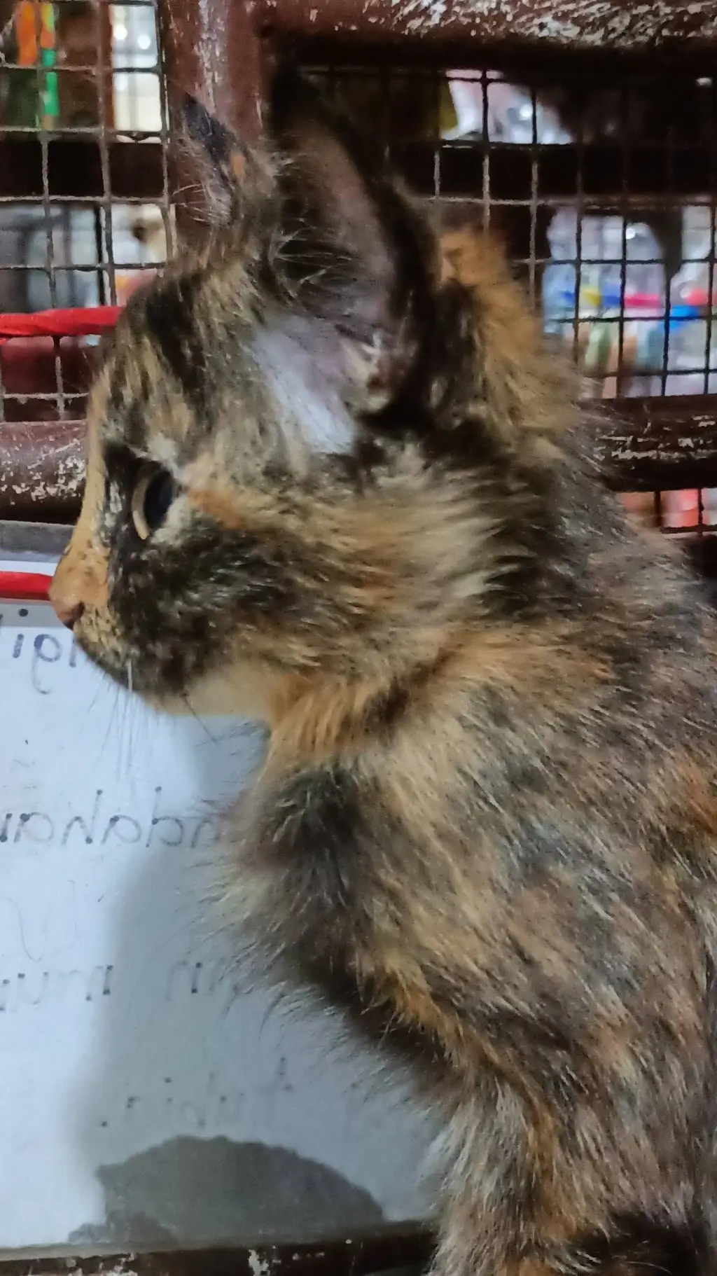 ai character: ming ming background