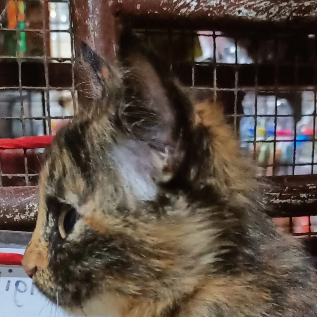 chat with ai character: ming ming