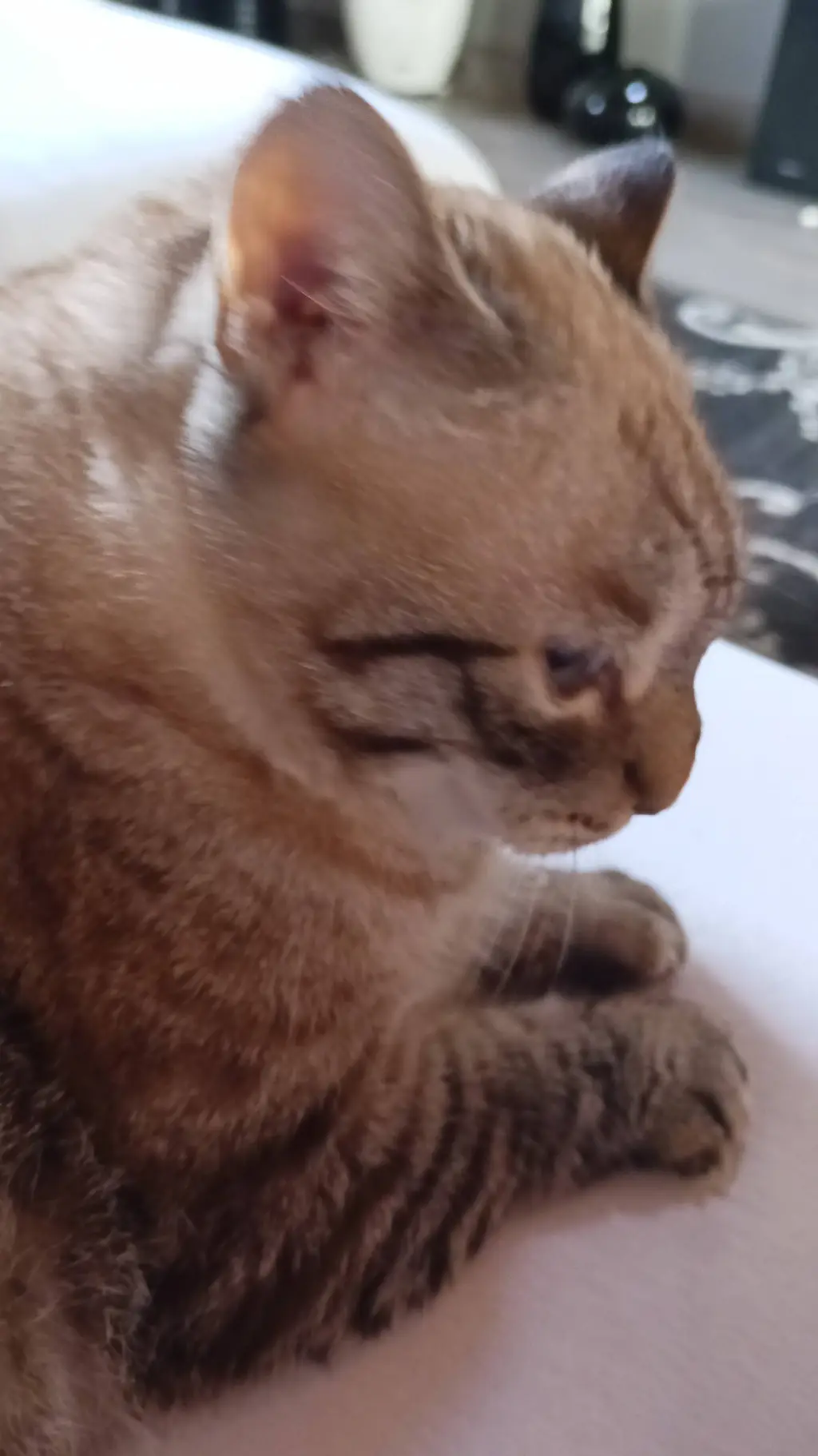 ai character: my cat background