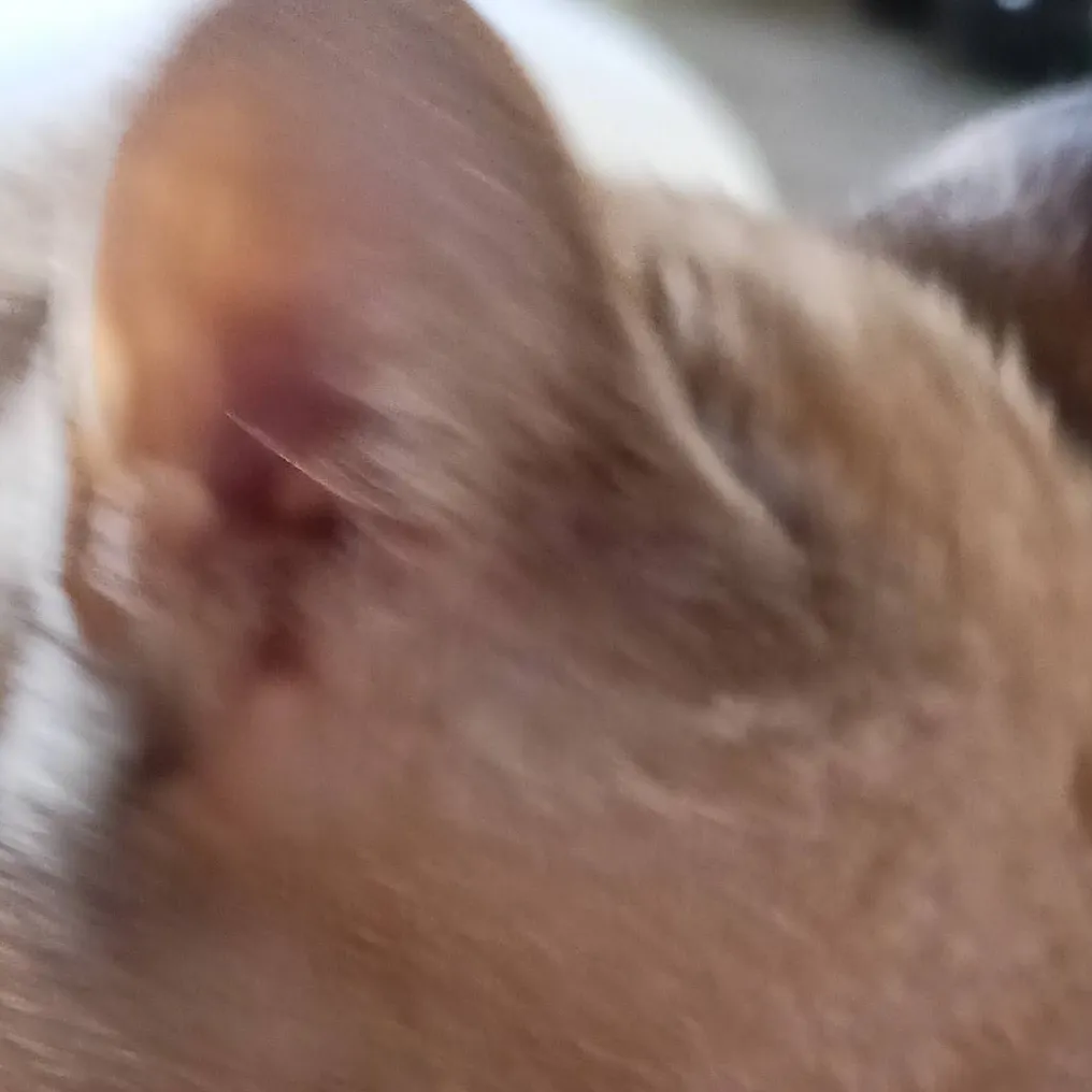 chat with ai character: my cat