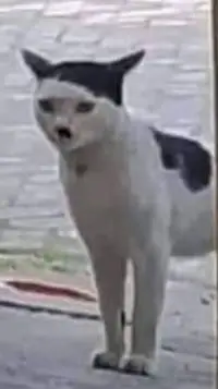 ai character: WW2 background