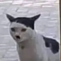 chat with ai character: WW2