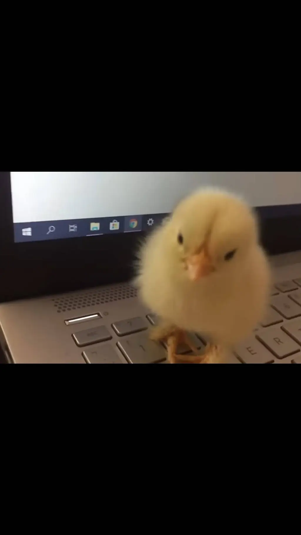 ai character: chick on laptop background