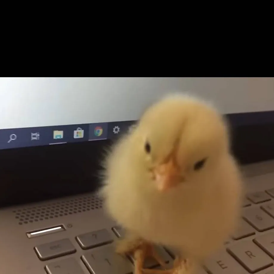 chat with ai character: chick on laptop