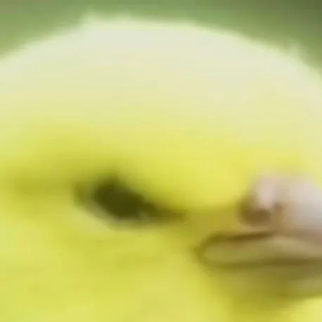 chat with ai character: bird ball