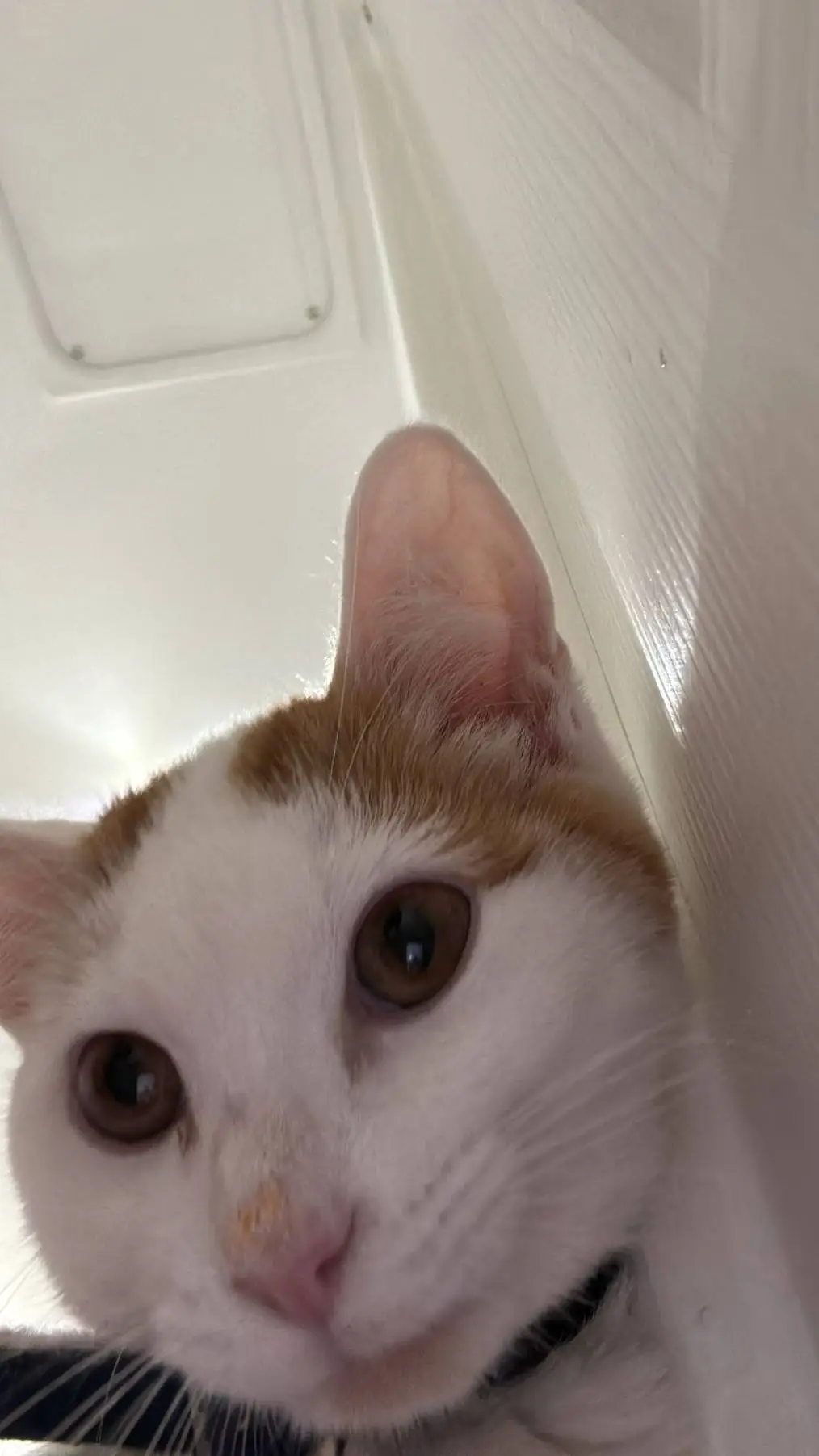 ai character: gangster background