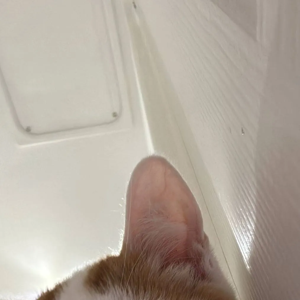 chat with ai character: gangster