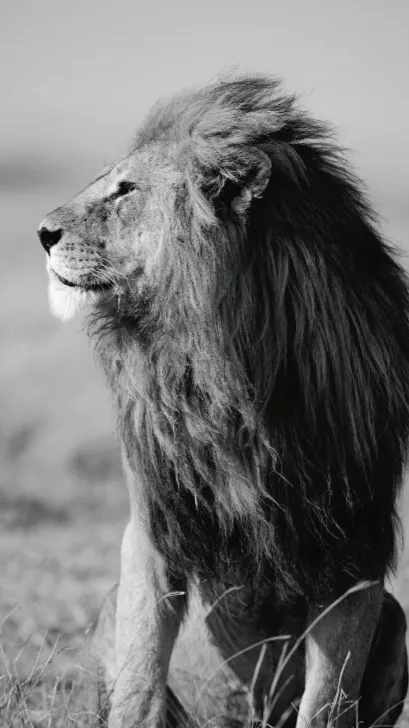 ai character: Leon background