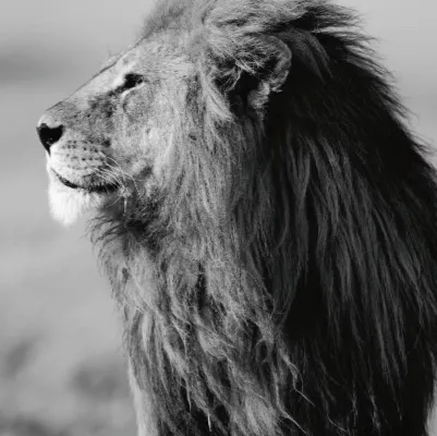 chat with ai character: Leon