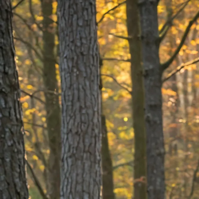 chat with ai character: Alastor❤️📻🐆🩷