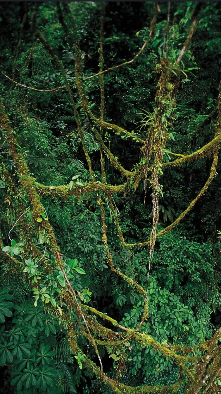 ai character: Vines background