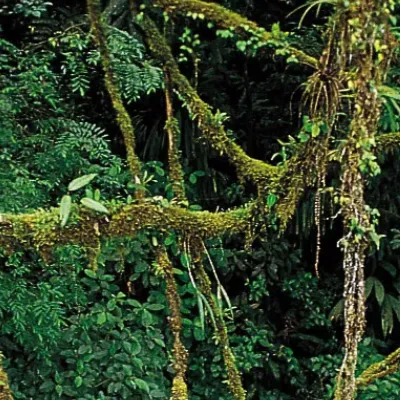 chat with ai character: Vines