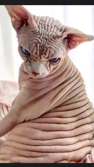 ai character: Lil Ben! background