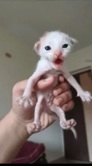 ai character: KITTY background