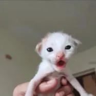 chat with ai character: KITTY