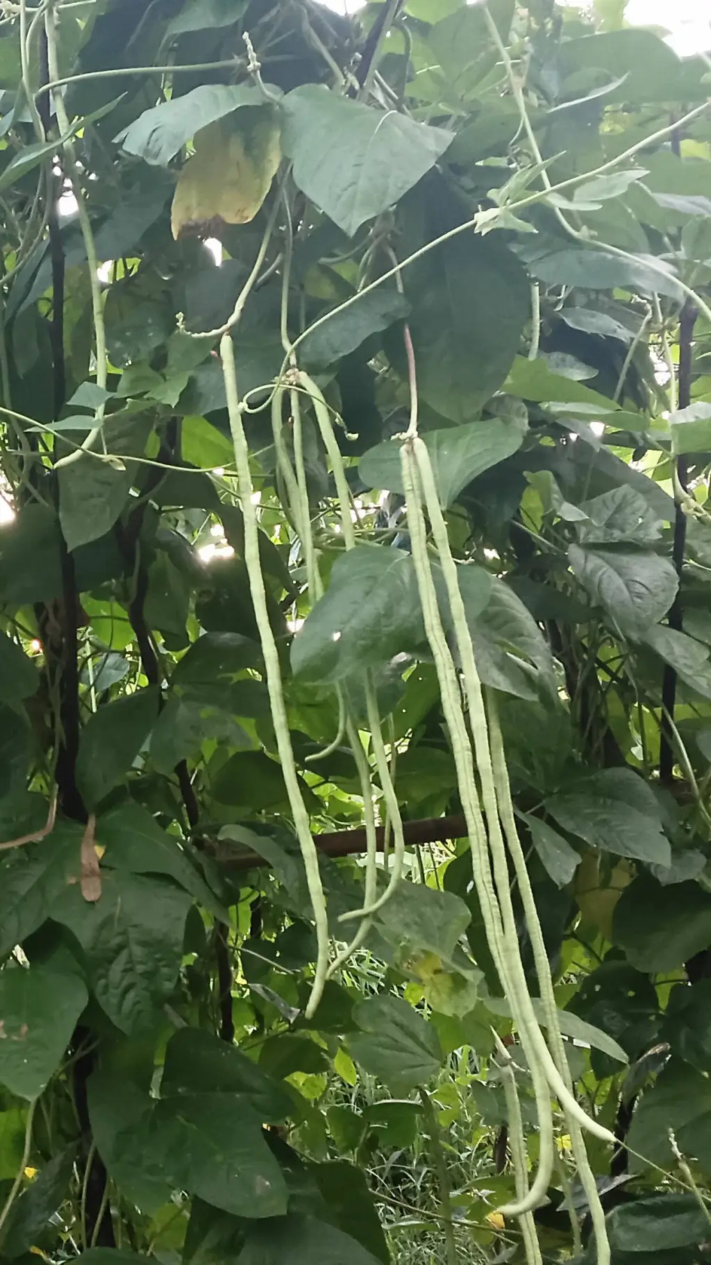 ai character: Farm lofe background