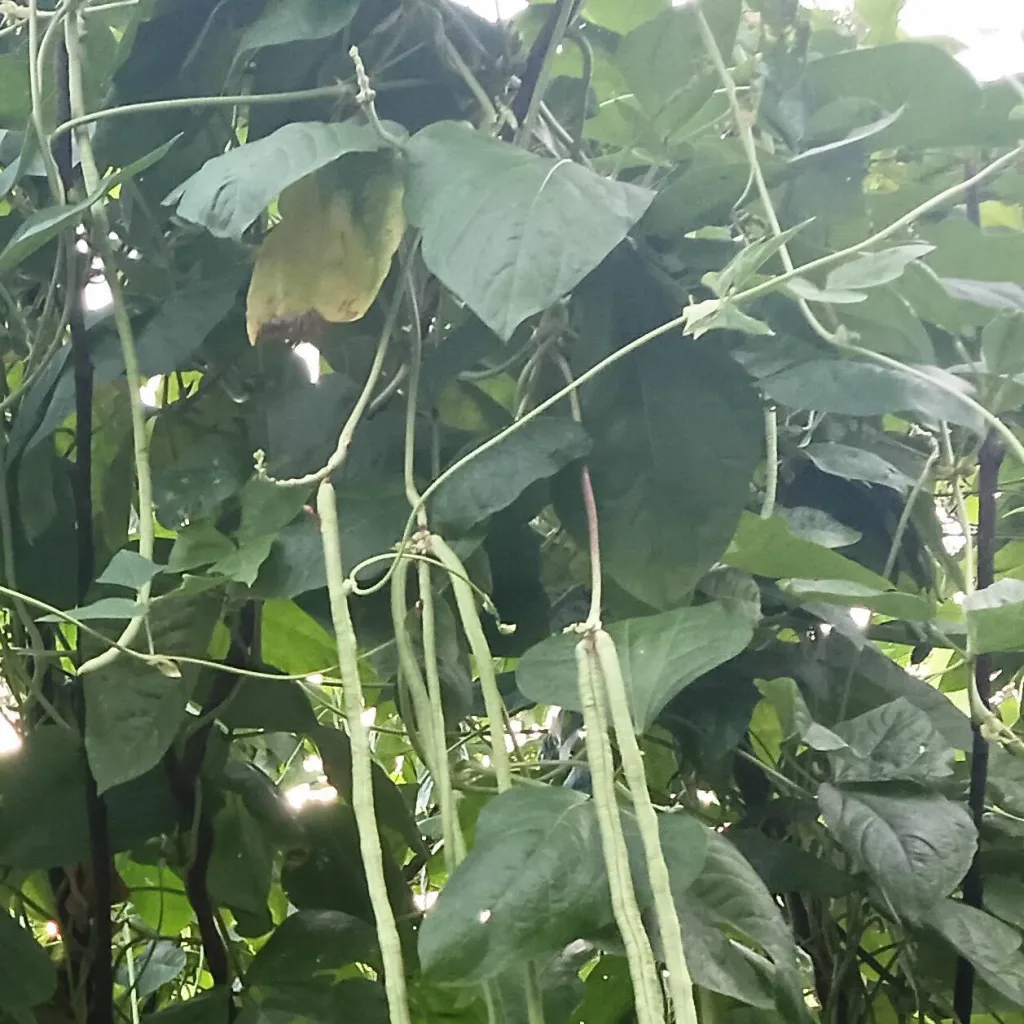 chat with ai character: Farm lofe