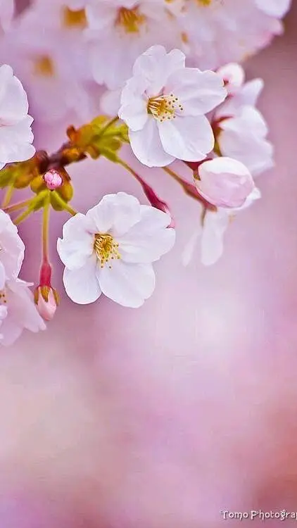 ai character: RCP PICK ME background