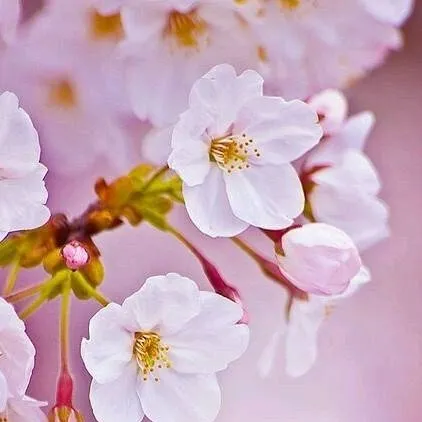 chat with ai character: RCP PICK ME