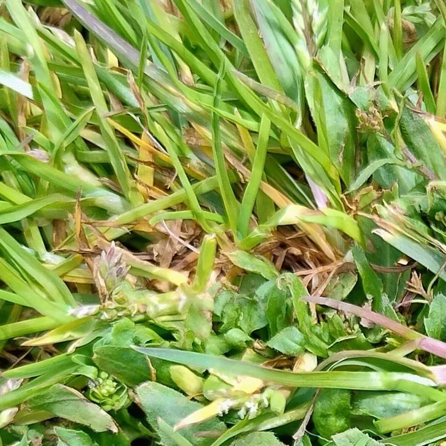 chat with ai character: grass
